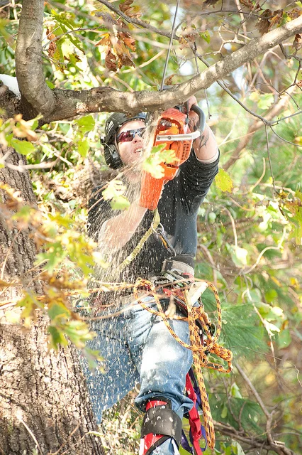 Tree Pruning Canberra