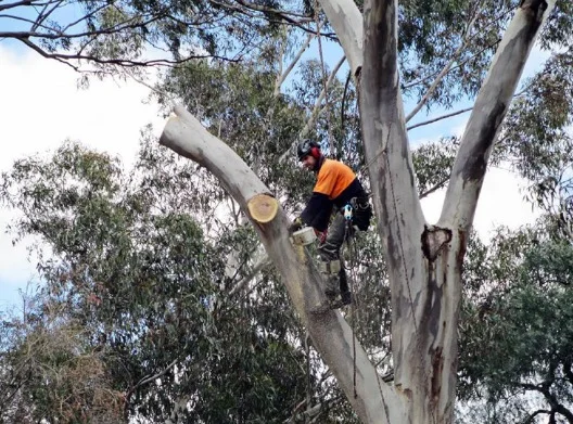Tree Lopping Parkes