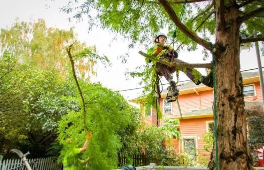 Tree Removal Canberra